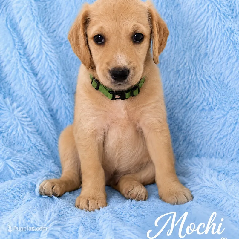 Mochi  – Goldendoodle, Golden Mountain Doodle puppy for sale in Ormond Beach, FL