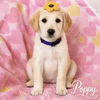 Poppy, a female Goldendoodle and Golden Mountain Doodle for sale in Ormond Beach, FL – 1 of 2