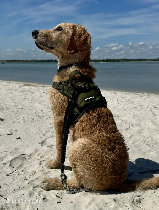 August – Goldendoodle puppy for sale in Ormond Beach, FL