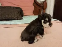 Salsy, a female Miniature Schnauzer for sale in Kingsport, TN – 3 of 5