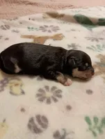 Buckaroo, a male Miniature Schnauzer for sale in Kingsport, TN – 3 of 6