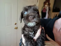 Barky Von Schnauzer w/ BLUE EYES !, a male Miniature Schnauzer for sale in Kingsport, TN – 2 of 8