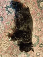 Barky Von Schnauzer w/ BLUE EYES !, a male Miniature Schnauzer for sale in Kingsport, TN – 3 of 8
