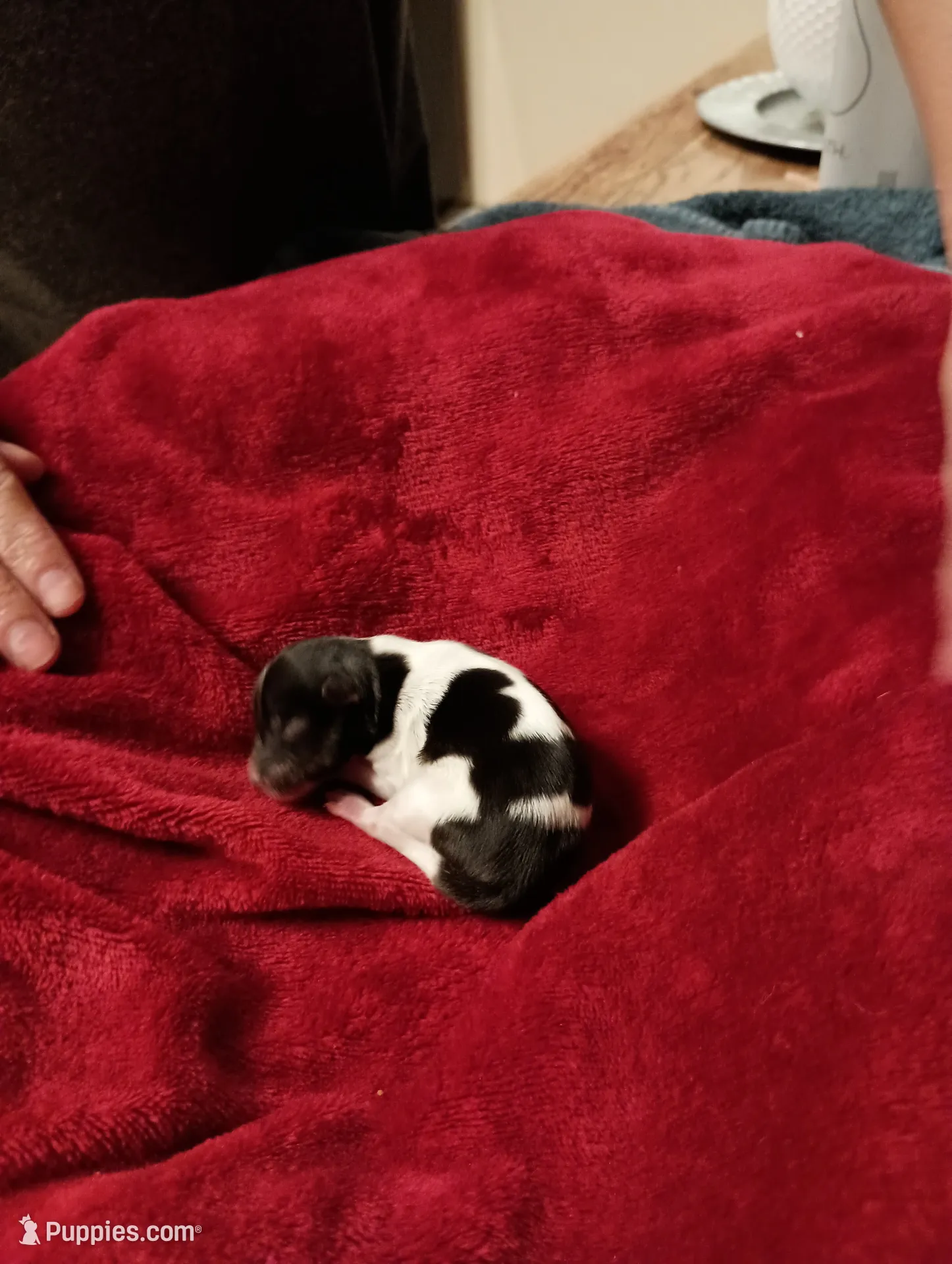 Cactus Joe, a male Miniature Schnauzer for sale in Kingsport, TN – 2 of 6