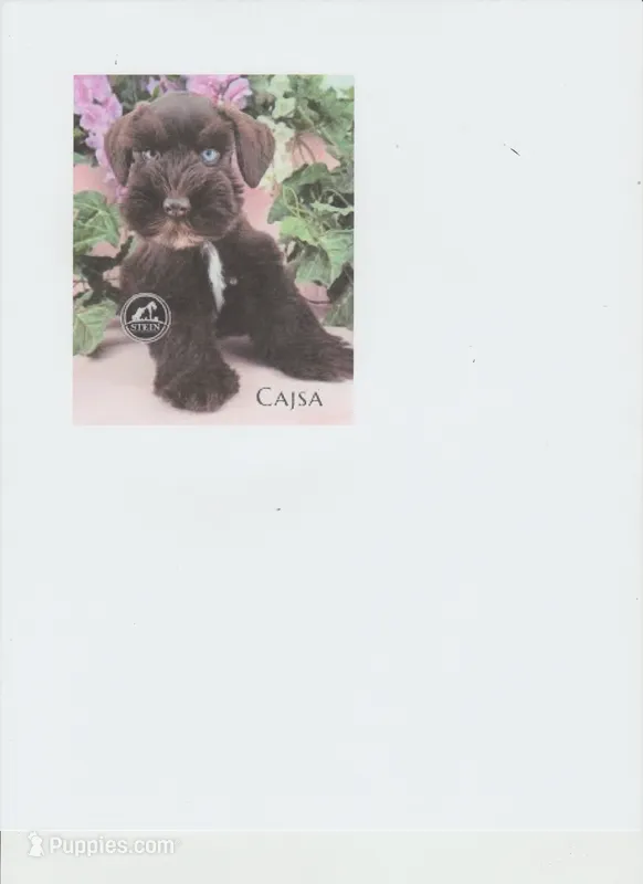 Buckaroo – Miniature Schnauzer puppy for sale in Kingsport, TN