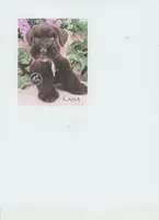 Blue Eyed Buckaroo, a male Miniature Schnauzer for sale in Kingsport, TN – 1 of 7