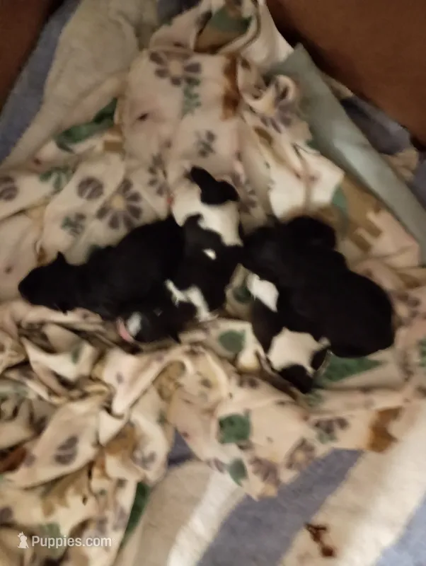 BUCKAROO ! – Miniature Schnauzer puppy for sale in Kingsport, TN