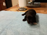 Tippy, a male Miniature Schnauzer for sale in Kingsport, TN – 3 of 6