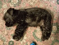 Barky Von Schnauzer w/ BLUE EYES !, a male Miniature Schnauzer for sale in Kingsport, TN – 4 of 8
