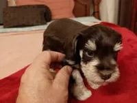 Salsy, a female Miniature Schnauzer for sale in Kingsport, TN – 2 of 5