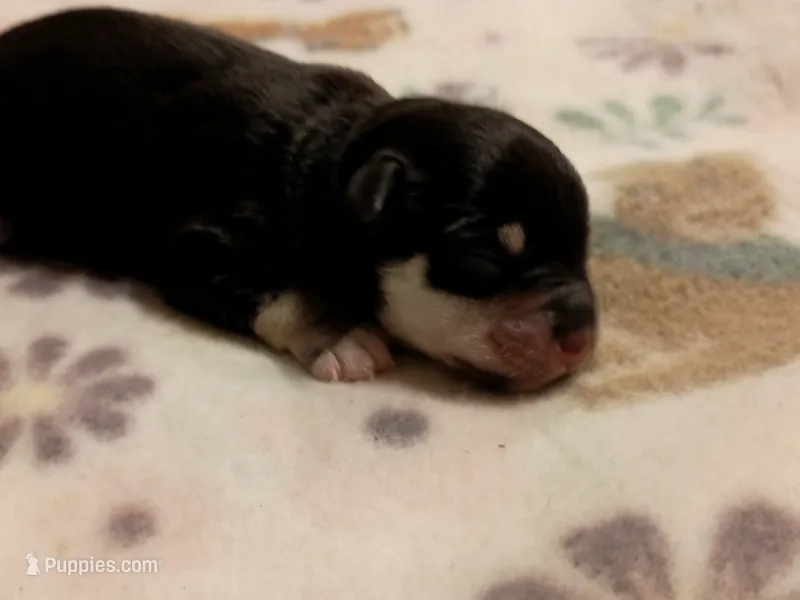 Buckaroo – Miniature Schnauzer puppy for sale in Kingsport, TN