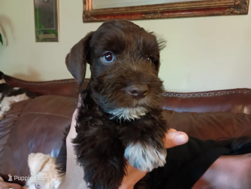 Barky Von Schnauzer w/ BLUE EYES ! – Miniature Schnauzer puppy for sale in Kingsport, TN