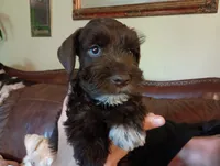 Barky Von Schnauzer w/ BLUE EYES !, a male Miniature Schnauzer for sale in Kingsport, TN – 1 of 8