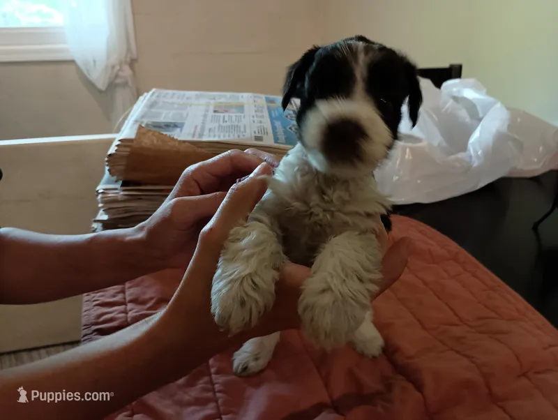 Salsy – Miniature Schnauzer puppy for sale in Kingsport, TN