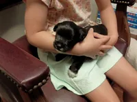 Tippy, a male Miniature Schnauzer for sale in Kingsport, TN – 1 of 6