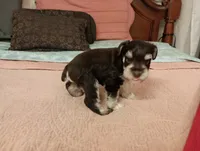 Salsy, a female Miniature Schnauzer for sale in Kingsport, TN – 4 of 5