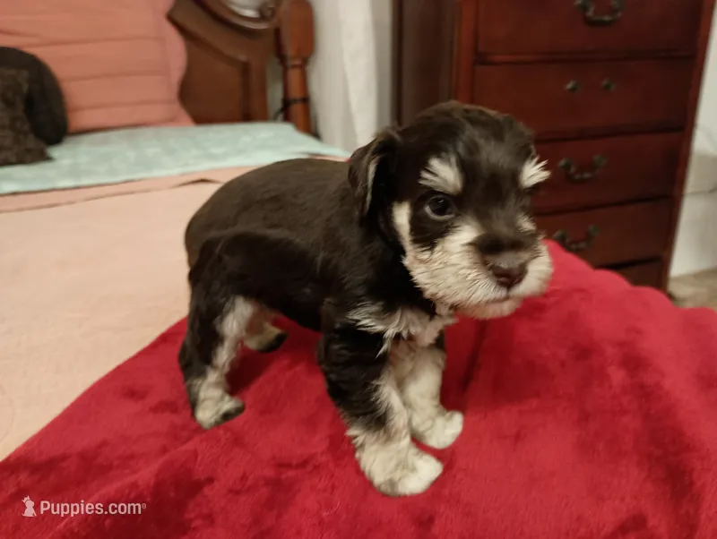 BUCKAROO ! – Miniature Schnauzer puppy for sale in Kingsport, TN