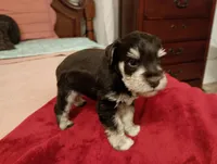 Salsy, a female Miniature Schnauzer for sale in Kingsport, TN – 1 of 5