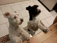 Buckaroo, a male Miniature Schnauzer for sale in Kingsport, TN – 6 of 6