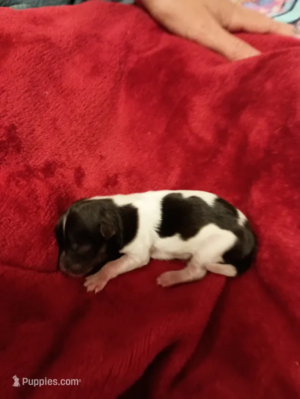 Cactus Joe – Miniature Schnauzer puppy for sale in Kingsport, TN