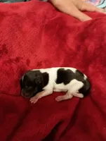 Cactus Joe, a male Miniature Schnauzer for sale in Kingsport, TN – 1 of 6