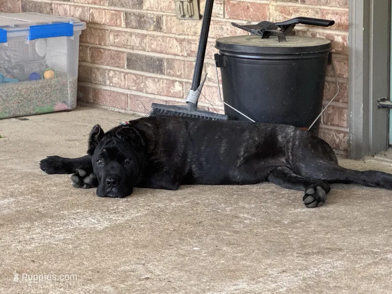 Stormy – Neapolitan Mastiff, Cane Corso puppy for sale in Columbus, MS