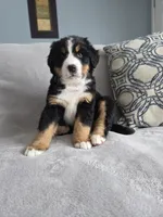 Boog, a male Bernese Mountain Dog for sale in Pembroke, KY – Photo 1 of 9
