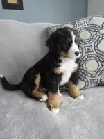 Boog, a male Bernese Mountain Dog for sale in Pembroke, KY – Photo 2 of 9