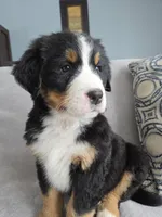 Boog, a male Bernese Mountain Dog for sale in Pembroke, KY – Photo 6 of 9