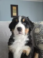 Boog, a male Bernese Mountain Dog for sale in Pembroke, KY – Photo 9 of 9