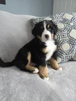 Boog, a male Bernese Mountain Dog for sale in Pembroke, KY – Photo 7 of 9