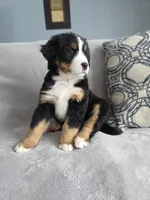 Boog, a male Bernese Mountain Dog for sale in Pembroke, KY – Photo 5 of 9
