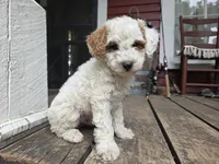 Mason, a male Poodle - Miniature  for sale in Pembroke, KY – 2 of 2
