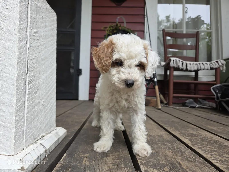 Mason, a male Poodle - Miniature  for sale in Pembroke, KY – 1 of 2