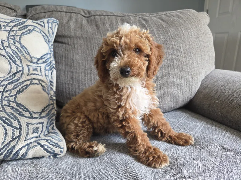 HoneyBun – Poodle - Miniature  puppy for sale in Pembroke, KY