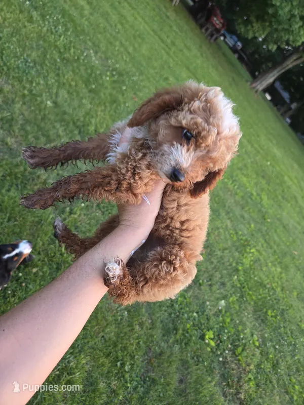 HoneyBun – Poodle - Miniature  puppy for sale in Pembroke, KY