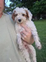 Mason, a male Poodle - Miniature  for sale in Pembroke, KY – 3 of 3