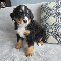 Nova, a female Bernese Mountain Dog for sale in Pembroke, KY – Photo 4 of 7