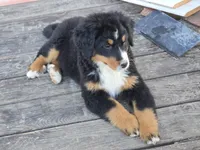 Nova, a female Bernese Mountain Dog for sale in Pembroke, KY – Photo 1 of 7