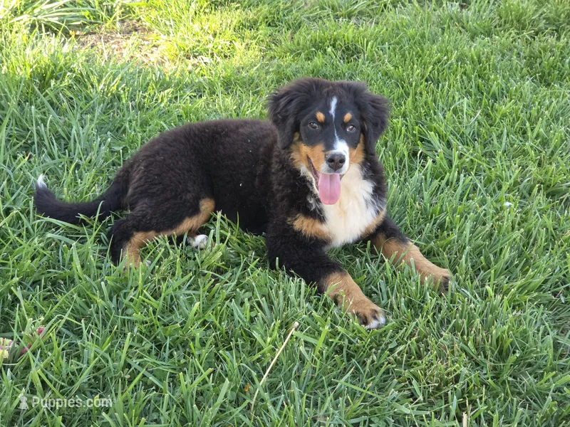 Nova – Bernese Mountain Dog puppy for sale in Pembroke, KY