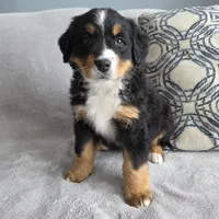 Nova, a female Bernese Mountain Dog for sale in Pembroke, KY – Photo 5 of 7