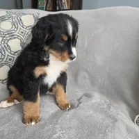 Nova, a female Bernese Mountain Dog for sale in Pembroke, KY – Photo 3 of 7