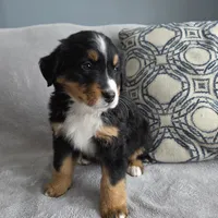 Nova, a female Bernese Mountain Dog for sale in Pembroke, KY – Photo 7 of 7