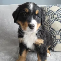Nova, a female Bernese Mountain Dog for sale in Pembroke, KY – Photo 2 of 7