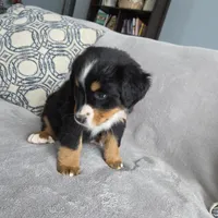 Nova, a female Bernese Mountain Dog for sale in Pembroke, KY – Photo 6 of 7
