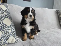 processed/8fff99ba-1192-432e-aa9e-74090d71ba87/listing/8d17e8c7-f2b7-4190-8b50-6cf0ce2399aa/6f4c1528-a6d9-4693-8511-7fb21dbaab4b