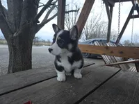 Max, a male Pembroke Welsh Corgi for sale in Pembroke, KY – Photo 3 of 5