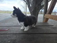 Max, a male Pembroke Welsh Corgi for sale in Pembroke, KY – Photo 4 of 5