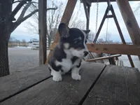 Max, a male Pembroke Welsh Corgi for sale in Pembroke, KY – Photo 2 of 5