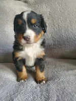 processed/8fff99ba-1192-432e-aa9e-74090d71ba87/listing/c3c0a891-9431-4a1b-b709-7d02ff66414a/3946a1aa-ecfc-41fa-be49-2d98422f0cc4